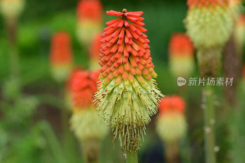 刀柄花/火炬百合花